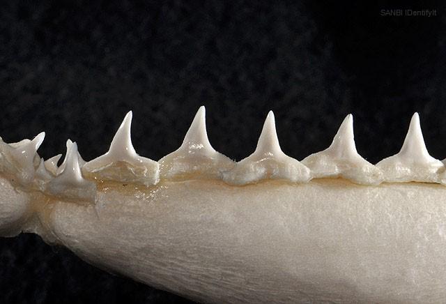 Ross Robertson / Public Domain Bronze Whaler lower teeth Photo: D.