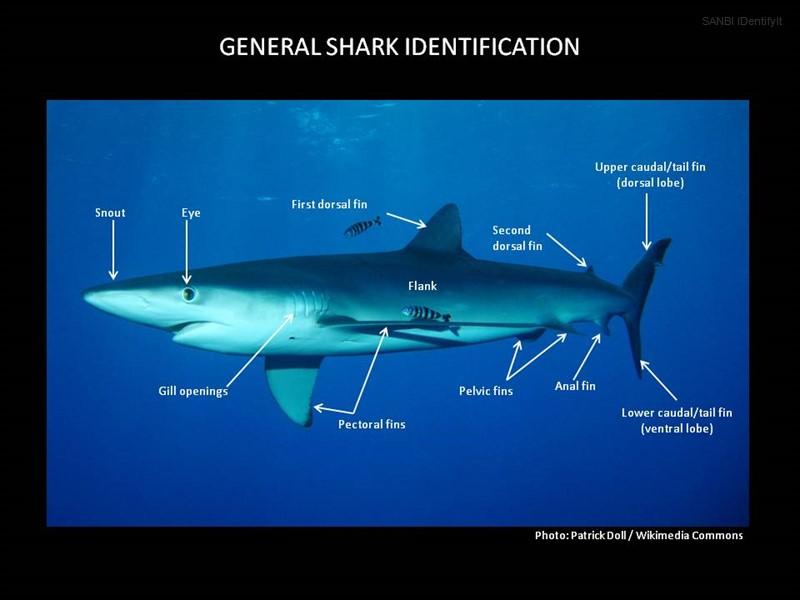 General Shark Identification