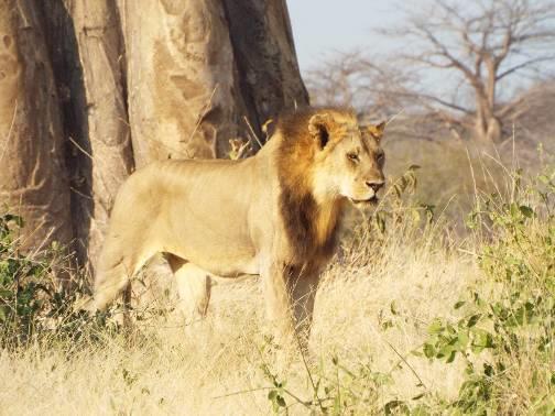 A majestetic male lion by one of Ruaha