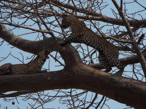 Two leopards having a dispute high up in a baobab tree (taken by