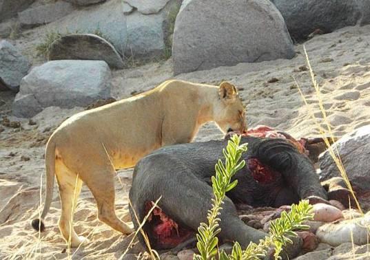 A lioness feasting on an elephant kill (taken