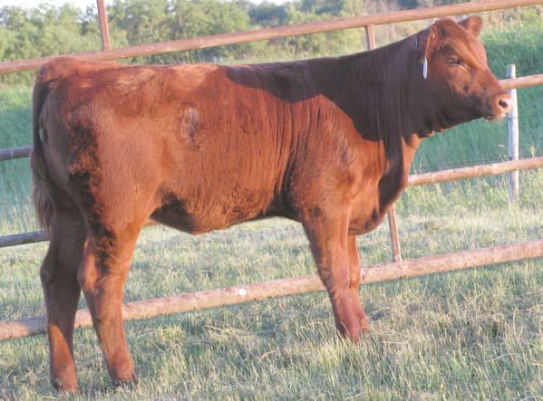 Lot 1a Red Crescent Creek Annie 192Y Female WOS 192Y March 26 2011 1607898 Sire: RED TR CHEROLEE 526W Dam: RED