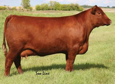 68P is an excellent Rambler 5162 daughter. 22Z was mated to some of the top bulls in the industry and never missed.