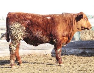 This bull out of the phenotypically superior Red Lazy MC trooper will add performance and eye appeal to your calf crop. The outcross genetics out of this bull are a hard find this year.