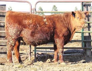 LONE TREE RANCH SALE BULLS LONE TREE IMPACT A020 Lot 5 #1629746 Birth Date 03/11/2013 BW: 80 205 Wt: 643 WR: 98 365 Wt: 1089 YR: 102 BROWN BANDITO N7427 BOWDEN WILLIE B842 MESSMER WILLIE 173P 9-3.