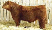 deep, well muscled bull with an excellent hair coat that would work on cows or large heifers. 17 RED RSL ICEMAN 64B 04/03/2014 RSL 64B Reg.