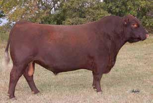 THE SOLDIER SIRE GROUP 13 SHOCO DATA MLK CRK LAKINA 523 MLK CRK LAKINA 228 RIDGE SOLDIER 7607 BD: 3/25/17 Reg: 3796374 A - 100% AR RED SVR KNIGHT 73P RED SOUTH VIEW MISS MAXI 45H RED CROWFOOT OLE S