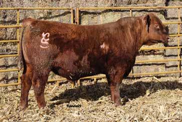 9127 piles so much volume, substance and muscle in a moderate package. Same cow family as 10E that goes back to the Lakota 9151 cow.