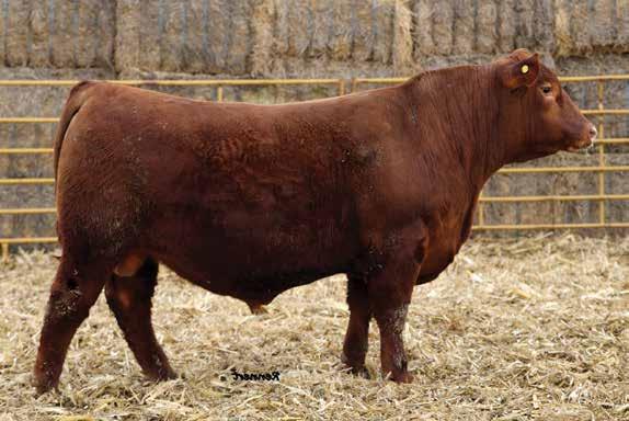 True power bulls that will excel in any scenario, as they are true power bulls with tremendous shape, dimension and mass. All three of these stout, athletic Razor sons weaned over 600 lbs.