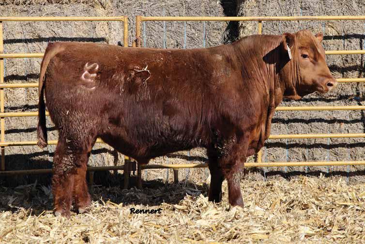 THE FOREIGNER SIRE GROUP Lot 69 - Ridge Foreigner 7429 The Foreigner cattle were well received in the female sale this past October!