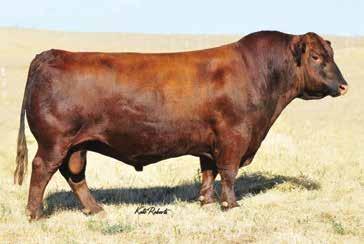 THE FUSION SIRE GROUP Lot 77 Andras Fusion R236 - Grandsire of Lots 77-80 These bulls are grandsons of the famed Andras Fusion R236, the CED specialist!
