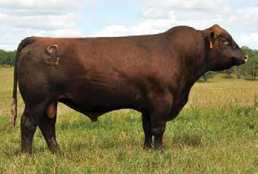 THE BLAZIN ON SIRE GROUP Lot 81 - Ridge Blazin On 7077 Jacobson Blazin On 0057 was our pick of the bulls at the famed Jacobson program.