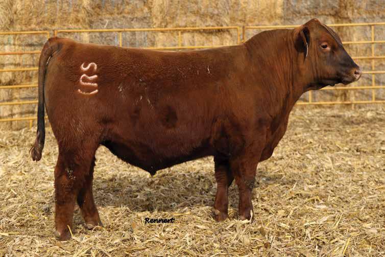 He is a power packed, thick made, long sided, sound built bull that consistently sires fundamentally correct cattle that excel in all facets of the business.