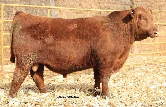 THE RIGHT ON SIRE GROUP 86 LOOSLI RIGHT ON 423 SRR DORY-JIBA 0155-5036 SHERMAN 3023 SCN COOKSLEY MARIAN 5531 KAY 89-602 SCN Produced in the Loosli Red Angus program of Idaho, this stud has impacted