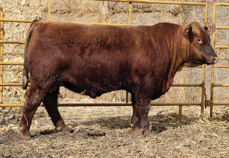 THE MASTERLINK SIRE GROUP Lot 90 - Ridge Masterlink 7465 Masterlink offers a heavily saturated 5L pedigree, along with a fundamentally correct, low maintenance body style that is appreciated by all.