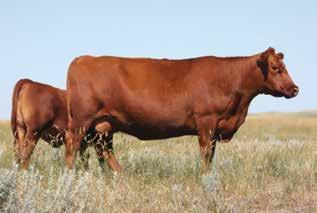 She has raised 8 natural calves, is calving her 9th and has done so with a 102.53 MPPA with a 99 Ratio and 103 Ratio. 47E has great shape and muscle expression on a moderate frame.