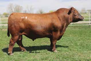 Packer puts a great combination of muscle and marbling on the forefront, without sacrificing the growth and performance that is necessary to capitalize from weaning weight standpoint.
