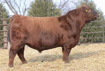 THE IMPACT SIRE GROUP Lot 1 - Ridge Impact 7073 What a way to start off the 2018 Bull Sale offering with none other than an Impact 505 son!
