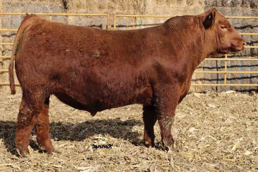 They are stout made, wide based, powerful cattle that have eye-appeal, and true dimension. Here is a bull that fits the bill for both seedstock producers and commercial cattlemen alike!