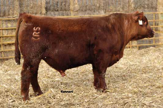 THE IMPACT SIRE GROUP LOT 2 Here is a powerful individual that is a true beef bull! There is no denying his shape, power, and substance of center body.
