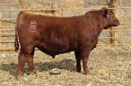 Selling 1/2 Semen Interest and Full Possession. Seller reserves the right to collect prior to pick-up or delivery at no additional cost to the buyer.