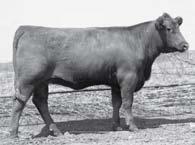 In fact there in not a bull in the Sire Summary that can match her EPDs for BW, WW, YW, Stay, Mrbl & REA.