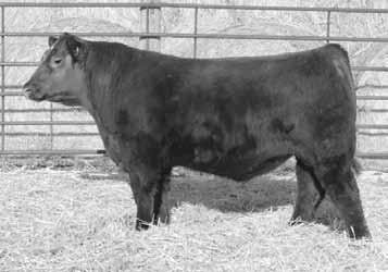 He started with a modest 85# BW and exploded to 877# at weaning. If you want meat, muscle, power and performance take a good look here. Herd bull candidate.
