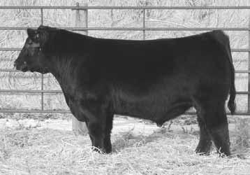 With the calving ease and cow power behind this bull he s one you won t want to miss come sale day!