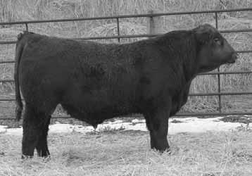 A stout made bull that is smooth shouldered and walks wide from behind. His mother is a Badlands Net Worth 23U daughter out of the Lassie cow that put out another good calf for us.