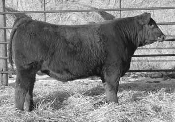 This bull falls in the same pattern as his ½ brothers with moderate BW and excellent growth and balance.