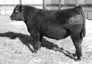 The udder shape and quality that comes from Lancer R017 is tremendous. 511C is long as a well rope and designed to perform. All the Prospect 2035Z calves were aggressive at birth to jump up and suck.