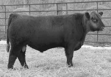 An added bonus with this bull is his outcross pedigree. The dam is a deep sided, big ribbed cow sired by Six Mile Full Throttle tracing back to the black female maker, Traveler 004.