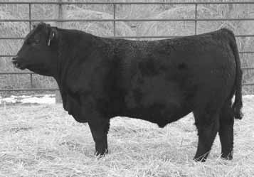 He certainly falls in line with his 86# BW and 814# WW. Study his pedigree and you will find some of the old proven, great sires such as Rambo 502, Marias 548 and New Trend 22D. Herd bull candidate.