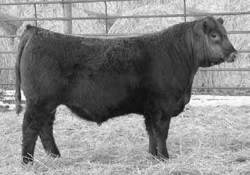 51 badlands new direction 505c Tattoo: cey 505c Calved: 2/12/2015 100% 1A Reg#: 3492212 andras in focus b152 andras new direction r240 andras kuruba b111 badlands red cedar 34y badlands red cedar 311