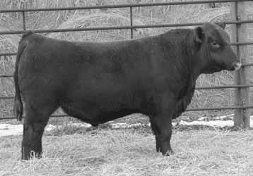 Consider this bull for his performance and eye appeal backed by time proven genetics.
