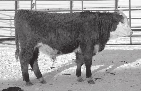 His grandam, 4U, is a DOD and a great 137Y cow and very functional female. W +3.