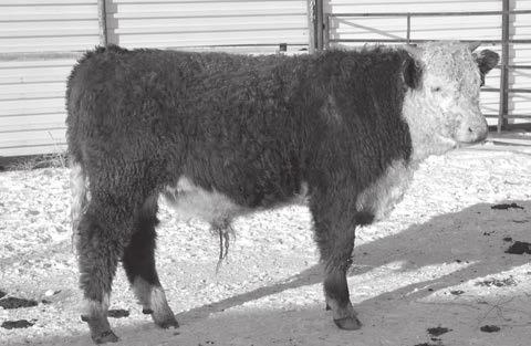 He is a moderate, thick, deep ribbed outstanding performance calf for as young as he is.