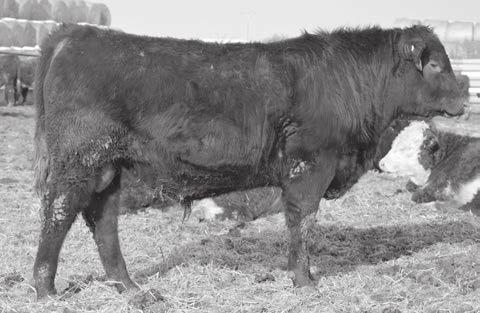 It s always nice to get calves that perform well phenotypically as well as on paper. 2C ranks in the top 3% YW, 5% WW. His actual WW is 850 lbs. 6C Yearling Red Angus ulls CED +1 W +0.
