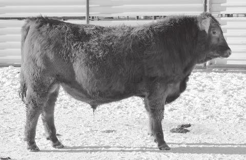 579 6C is a smooth made, clean fronted IG HORN calf with extra style, moderate frame, level top and square hip. He offers calving ease with tremendous growth. 6C will work on heifers.