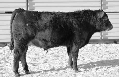 SUN KING sires calving ease in combination with excellent performance. 15C ranks in the top 3% W, 1% MILK and 3% MAR among his breed contemporaries. CED +6 W -4.