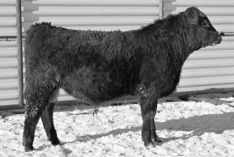 (COMM) LL RED ANGUS 919 (COMM) Out of a IG SKY daughter, 16C is an attractive, stout calf with a big hip, wide base, length and ideal muscle shape.