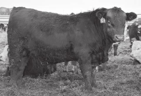 ELLIE MAY MA638 IG SKY 1025 LL MS IG SKY 6A SAF MS IZZY 012 If you are looking for calving ease, this calf brings it