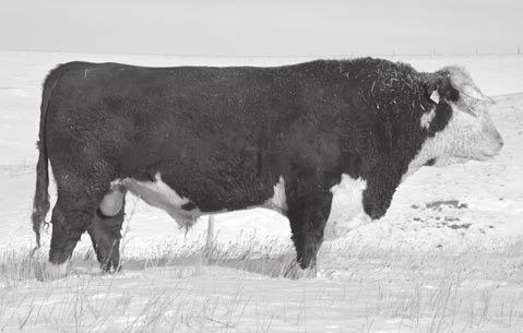 40A is a smooth made sire with added performance. He is long sided with good muscle, length and capacity. His progeny has lots of growth and performance!