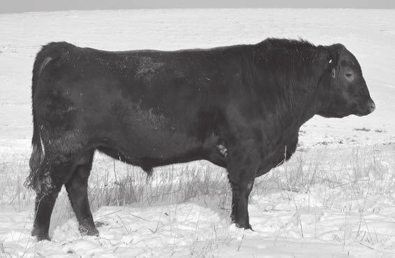 He was sold to Wichman Herefords as a yearling and brought back to use in our herd to produce replacement females.