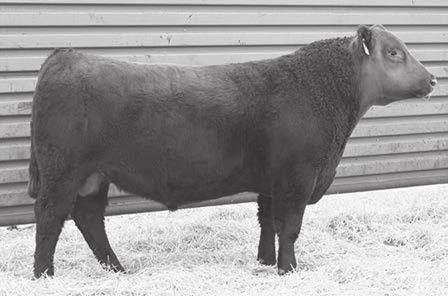 His sire HXC Conquest 4405P is also one of the breeds all time calving ease sires. His first progeny was easy at birth.
