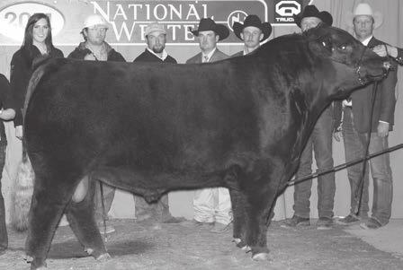 Reference Sire RED NORTHLINE FAT TONY 605U Herd Sires RED G RED NORTHLINE FAT TONY 605U 1299911 4/18/2008 RED GEIS HI HO 180 04 RED SVR GANGSTER 14S RED DWAJO DUCHESS 75M RED NORTHLINE RO ROY 122K
