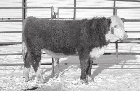 2C will catch your eye. He has that Herd ull look! He is out of a super first calf dam with a great udder. 2C W +0.