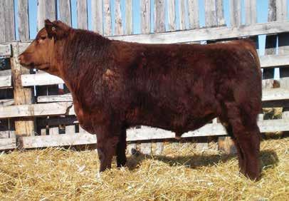 DAORV 8399 RED UBAR GRAND PRIX 102 Dam RED JAS CHARITY 25U RED BRYLOR CHARITY 39L This herdbull will make you notice him, with his dimensions! Charity strikes again!