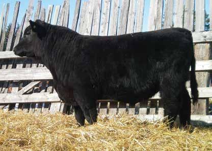 WRAZ BRIDGET 504C RED NOLEVUE BRIDGET 47S Looking for calving ease look no further 92E is top 2% calving ease & top 10% Mat Calving Ease. 3A is a calving ease machine with over 300 registered progeny.