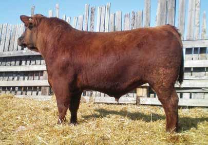 BRYLOR MISS PLATINUM 120L Has been a pen favorite all year. BUY THE BEEF SALE 21 * BW 0.8 WW 69 YW 101 MM 13 TM 47 CE -1.7 MCE 1.
